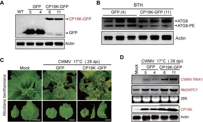 34843edb932f4bb5a35ea902f446fb71.jpg 图片-700.jpg